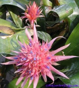 unique pink aechmea urn plant flower