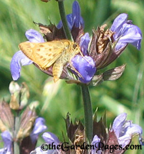 sage and Fiery Skipper butterfly