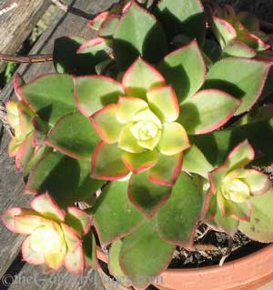 Color Changing Succulent Plant Aeonium