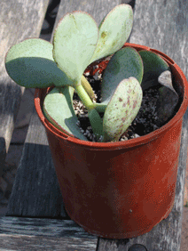Plant Rescue: Crassula