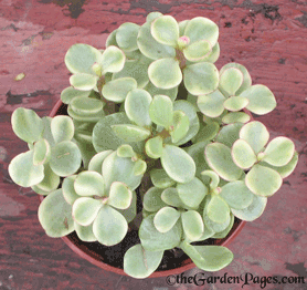Variegated portulacaria succulent plant