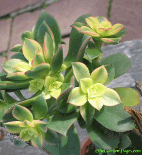Color Changing Succulent Plant Aeonium Part 2