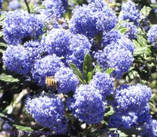 blue ceanothis and bee