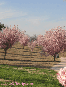 Flowering cherry tree at Lake Balboa