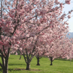 pink flowering cherry trees