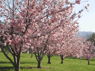 Pink Cherry Trees in Bloom at Balboa Lake in Los Angeles