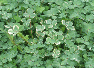 Care and Growth of Shamrocks on St. Patrick's Day