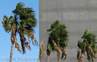 Windy palm trees in Los Angeles