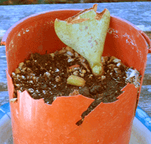 crassula plant rescue2