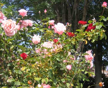 rose rootstock