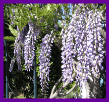 Wisteria Vine Blooming in So Cal Dramatic And Romantic