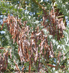 acacia seed pods