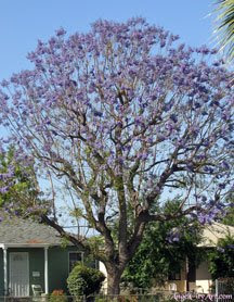 Blooming Purple And Blue Jacaranda Trees Bloom In Los Angeles