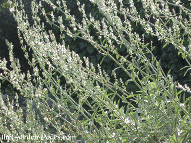 Plant Profile:  Ethereal White Sage Blooms Add Grace to Southern California