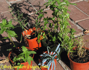 herb plant rescue