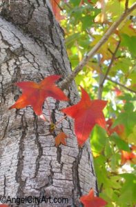 liquid amber fall leaf color