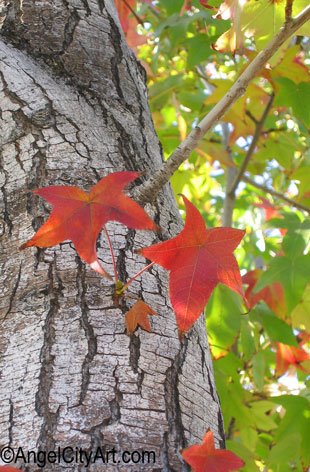 Liquid Amber Tree Brings Autumn to Los Angeles