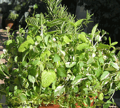 Mixed Herbs: Latest plant rescue, can you name them?