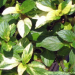 perky green and white peppermint leaves