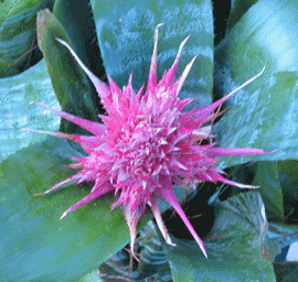 Hot Pink Bromeliad Flowers of Aechmea or Urn Plant