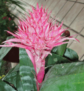 Unique Aechmea Urn Plant pink bromeliad flower