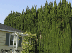 Italian cypress hedge