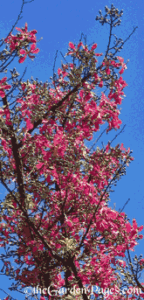 pink silk floss tree in Los Angeles