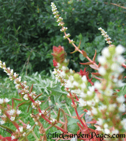 crassula-capitella flowers