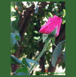 Pink December rose
