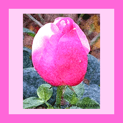 pink-rose-painted
