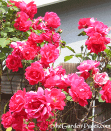 red climbing roses