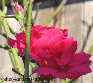 Friday Floral: Red Climbing Rose Flowers