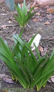 sprouting amaryllis bulbs