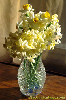 creamy white and yellow daffodil flowers