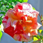 striped roses