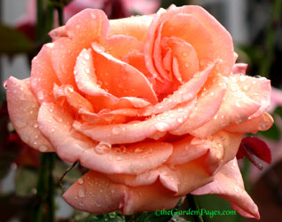 Peach Flavored Roses With Raindrops For #FloralFriday