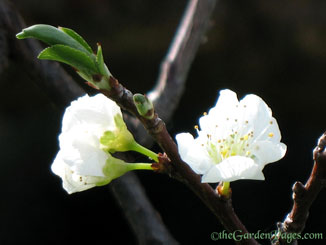 white plumb tree flowers