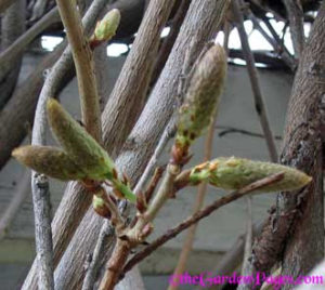 wisteria-buds