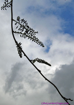 wisteria buds and clouds