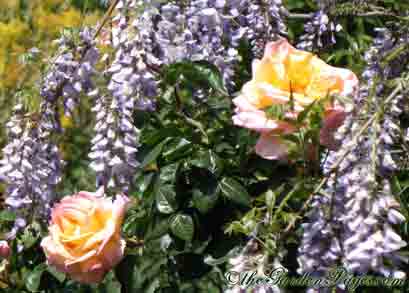 Purple Wisteria Blossoms, Pink And Peach Peace Rose on #FloralFriday