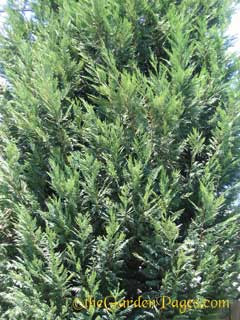 Leyland Cypress Fast-Growing Drought Tolerant Landscape Screen Plants