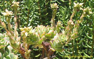 Aeonium And Crassula Tetragona Succulent Plant Flowers