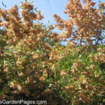 hopseed-bush