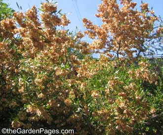 Hopseed Bush Or Dodonaea Viscosa, Fast Growing Drought Tolerant Screen Plants for So. California