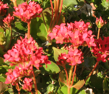 Growing Kalanchoe for Drought Tolerant Gardens or as House Plants