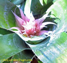 Aechmea-Urn-Plant flower