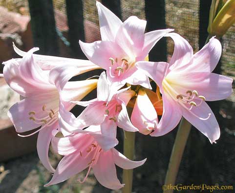 fragrant pink Amaryllis flowers
