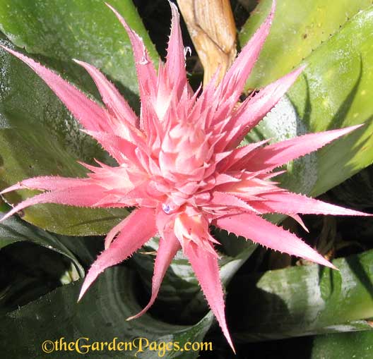 alien pink aechmea bromeliad flower