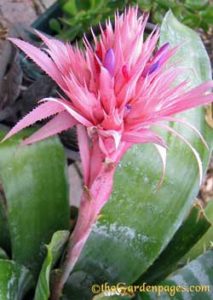 unique pink aechmea urn plant flower