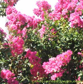 Delicate Flowering Crape Myrtle Lagerstroemia for Hot Weather Gardens